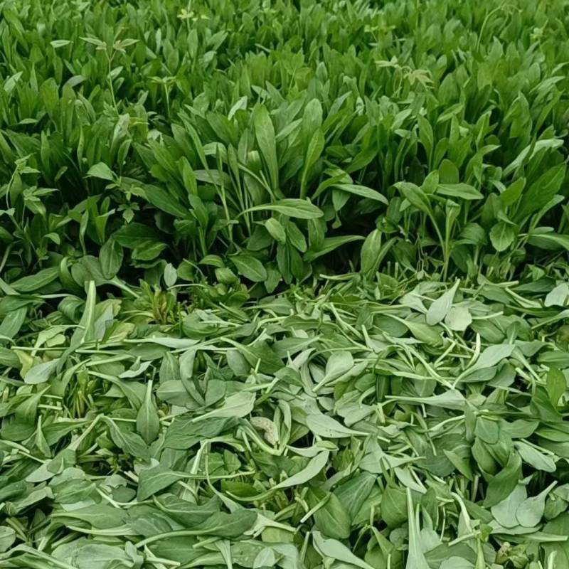 嘉兴南湖马兰基地，精品马兰头，粗细都有大棚种植大量上市