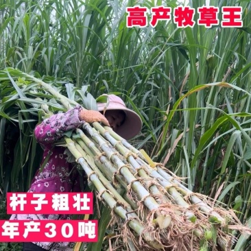 正宗无毛甜象草3号高产耐寒巨菌草红象草皇竹草养殖必备粮草