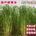 正宗无毛甜象草3号高产耐寒巨菌草红象草皇竹草养殖必备粮草