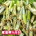 正宗无毛甜象草3号高产耐寒巨菌草红象草皇竹草养殖必备粮草