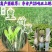 正宗无毛甜象草3号高产耐寒巨菌草红象草皇竹草养殖必备粮草