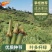 正宗无毛甜象草3号高产耐寒巨菌草红象草皇竹草养殖必备粮草