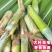 正宗无毛甜象草3号高产耐寒巨菌草红象草皇竹草养殖必备粮草