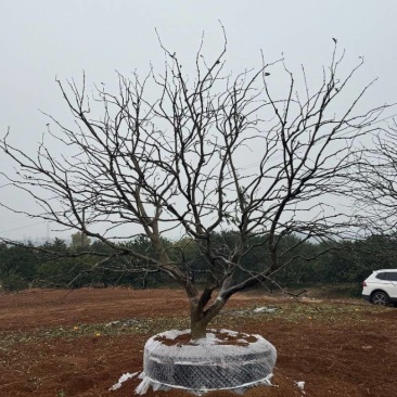 4-8米容器香橼苗圃基地直供欢迎来益阳找木子