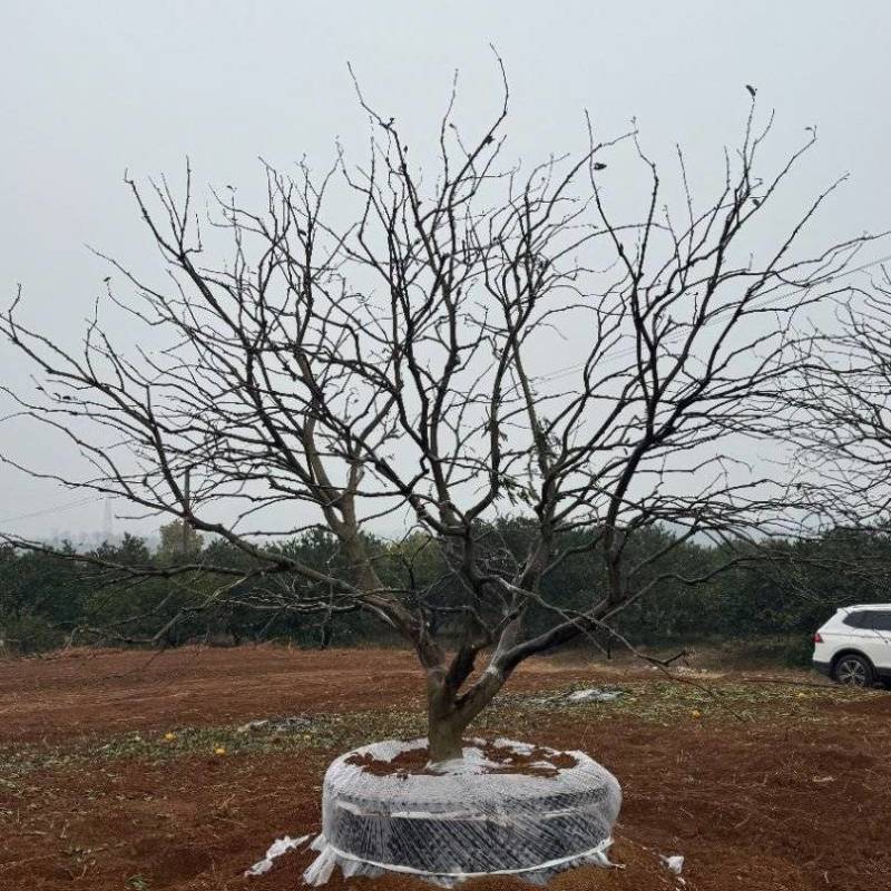 4-8米容器香橼苗圃基地直供欢迎来益阳找木子