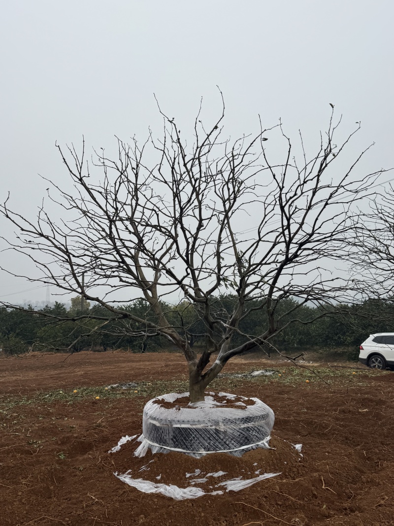 4-8米容器香橼苗圃基地直供欢迎来益阳找木子
