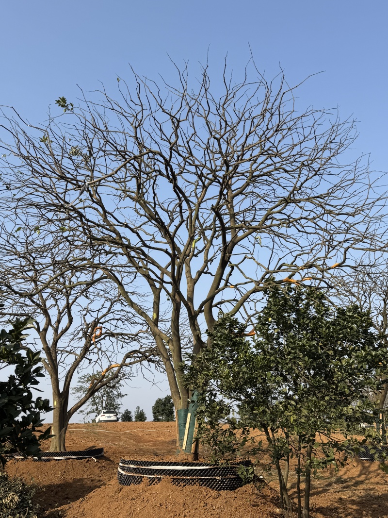 4-8米容器香橼苗圃基地直供欢迎来益阳找木子