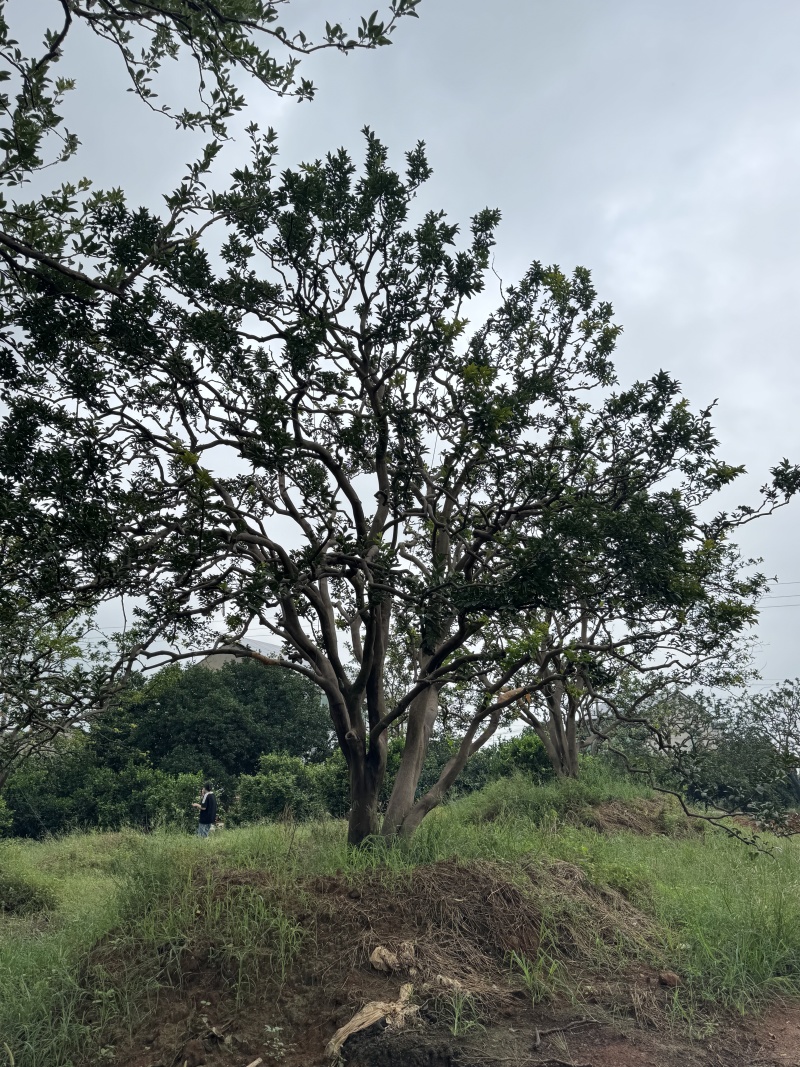 4-8米容器香橼苗圃基地直供欢迎来益阳找木子