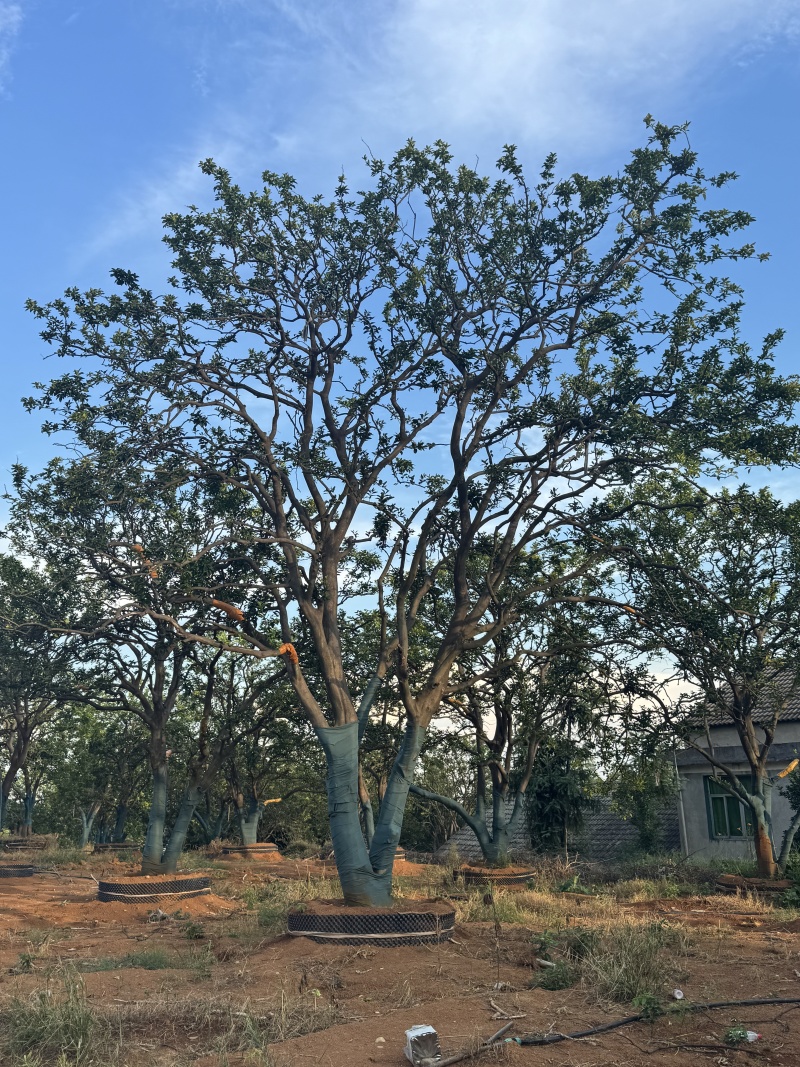4-8米容器香橼苗圃基地直供欢迎来益阳找木子