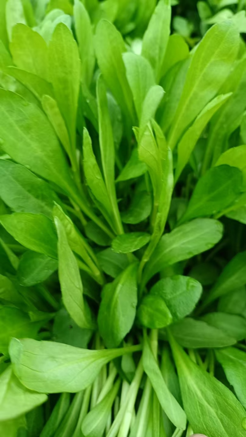 嘉兴南湖马兰基地，精品马兰头，粗细都有大棚种植大量上市