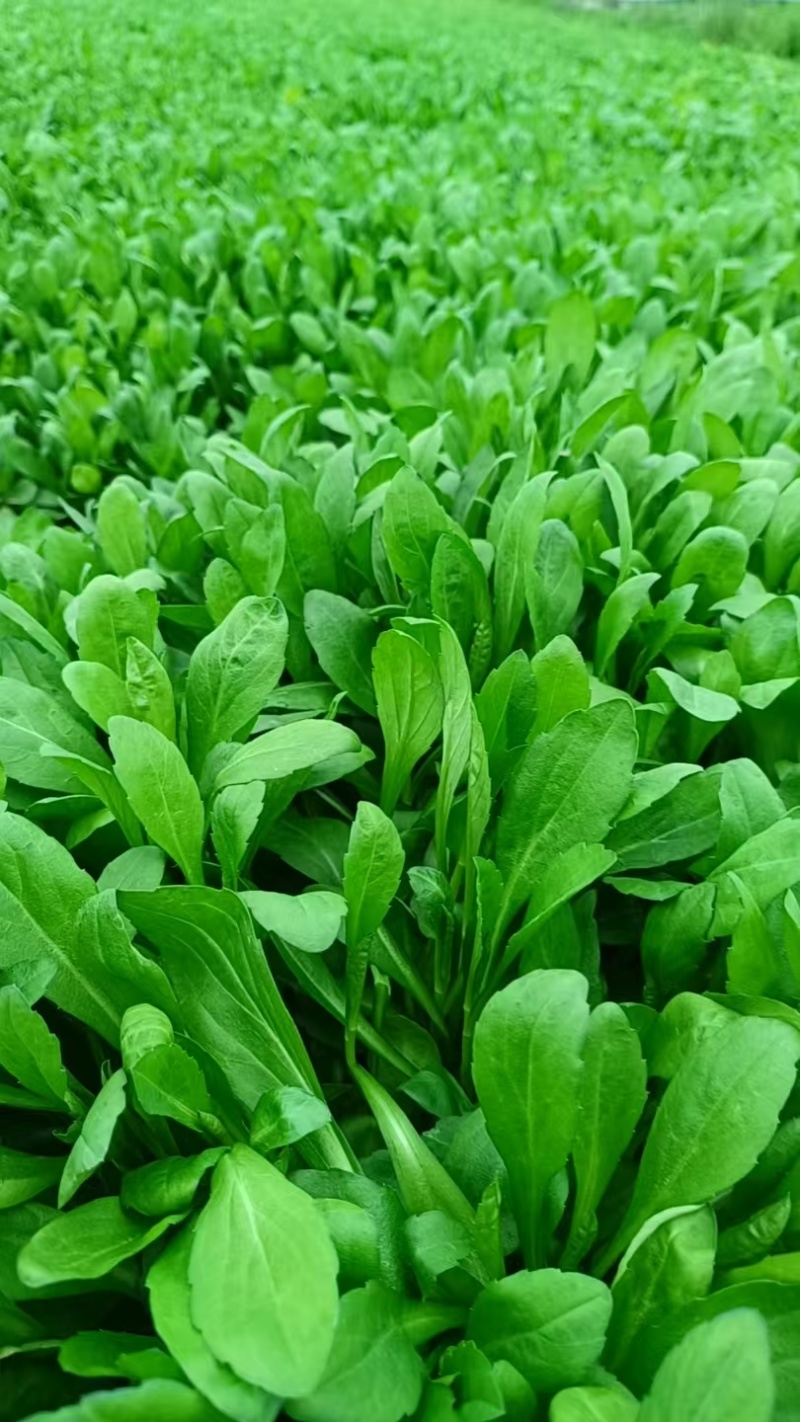 嘉兴南湖马兰基地，精品马兰头，粗细都有大棚种植大量上市