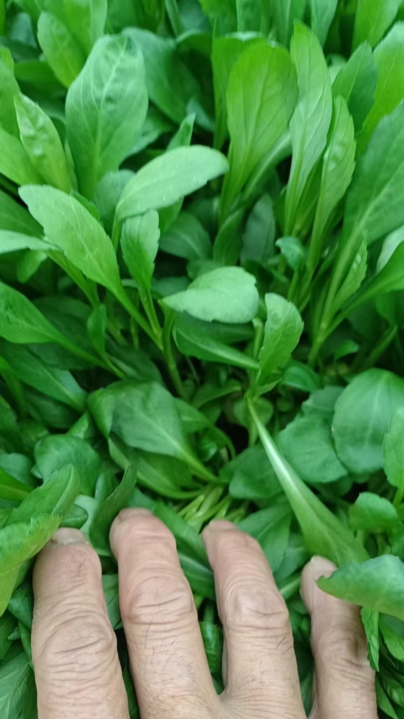 嘉兴南湖马兰基地，精品马兰头，粗细都有大棚种植大量上市