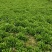 嘉兴南湖马兰基地，精品马兰头，粗细都有大棚种植大量上市