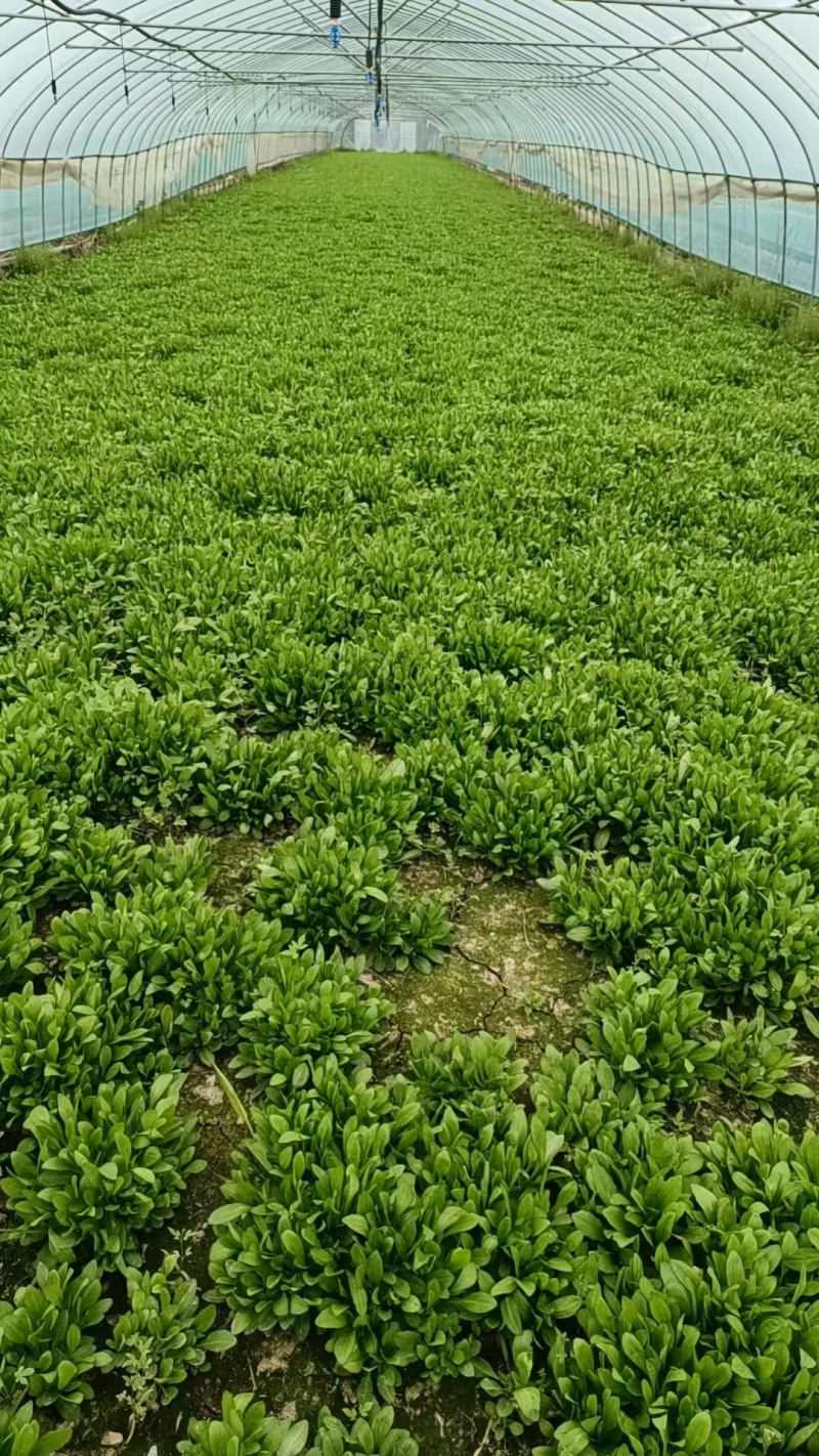 嘉兴南湖马兰基地，精品马兰头，粗细都有大棚种植大量上市