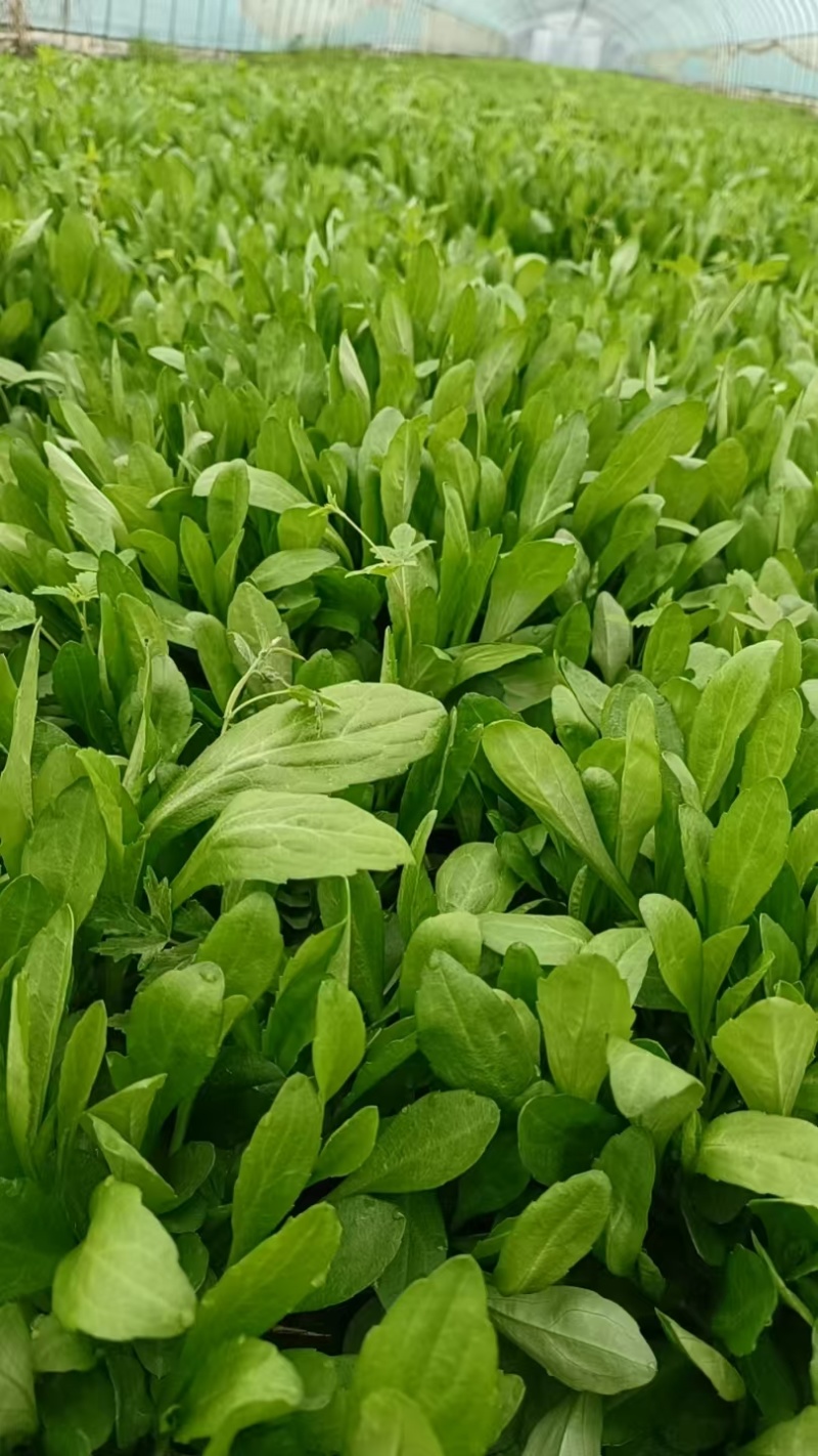 嘉兴南湖马兰基地，精品马兰头，粗细都有大棚种植大量上市