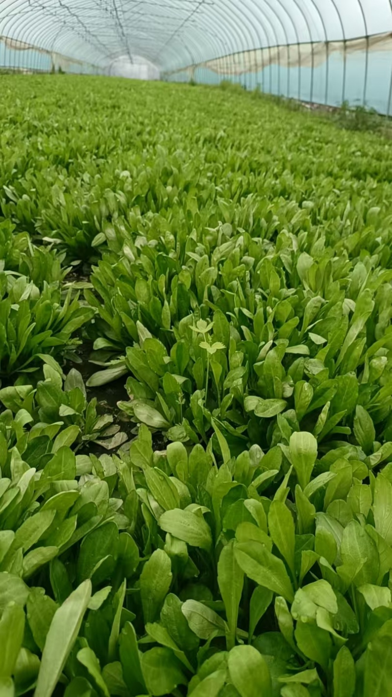 嘉兴南湖马兰基地，精品马兰头，粗细都有大棚种植大量上市