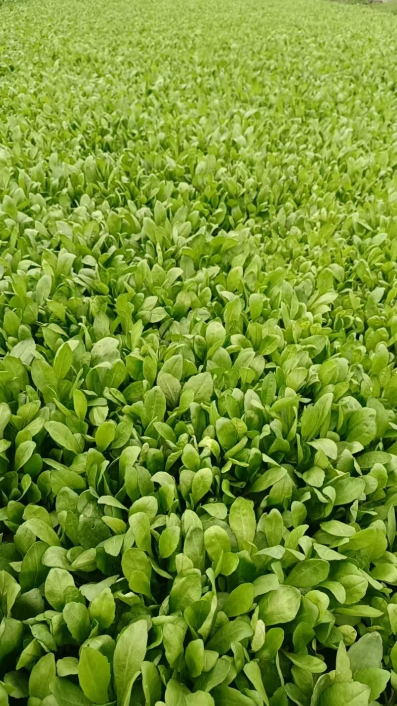 嘉兴南湖马兰基地，精品马兰头，粗细都有大棚种植大量上市