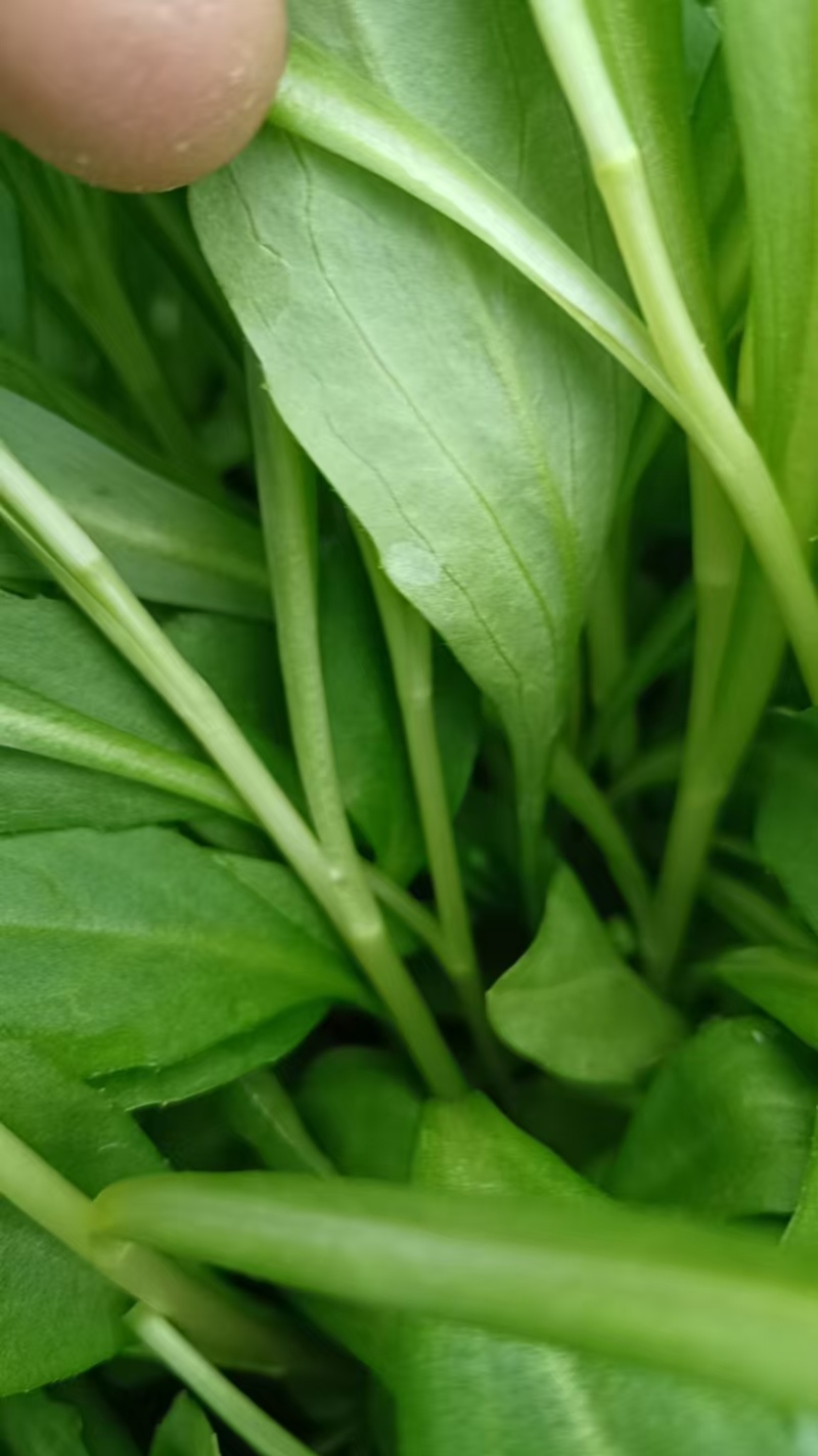 嘉兴南湖马兰基地，精品马兰头，粗细都有大棚种植大量上市