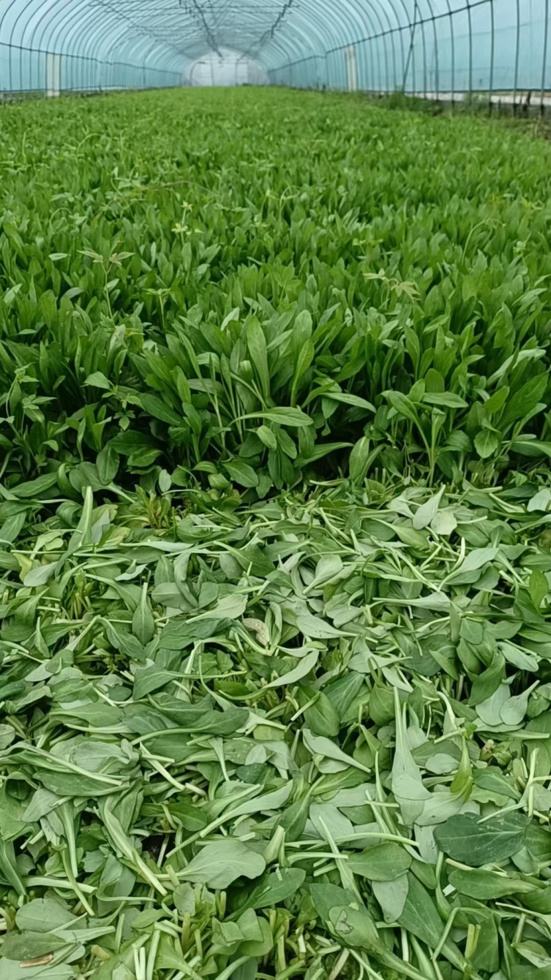 嘉兴南湖马兰基地，精品马兰头，粗细都有大棚种植大量上市