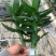 水培文昌竹