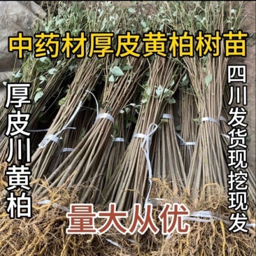川黄柏厚皮黄柏现挖现发保湿全国发货