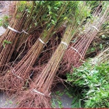 实生毛桃苗占地毛桃苗现挖现发