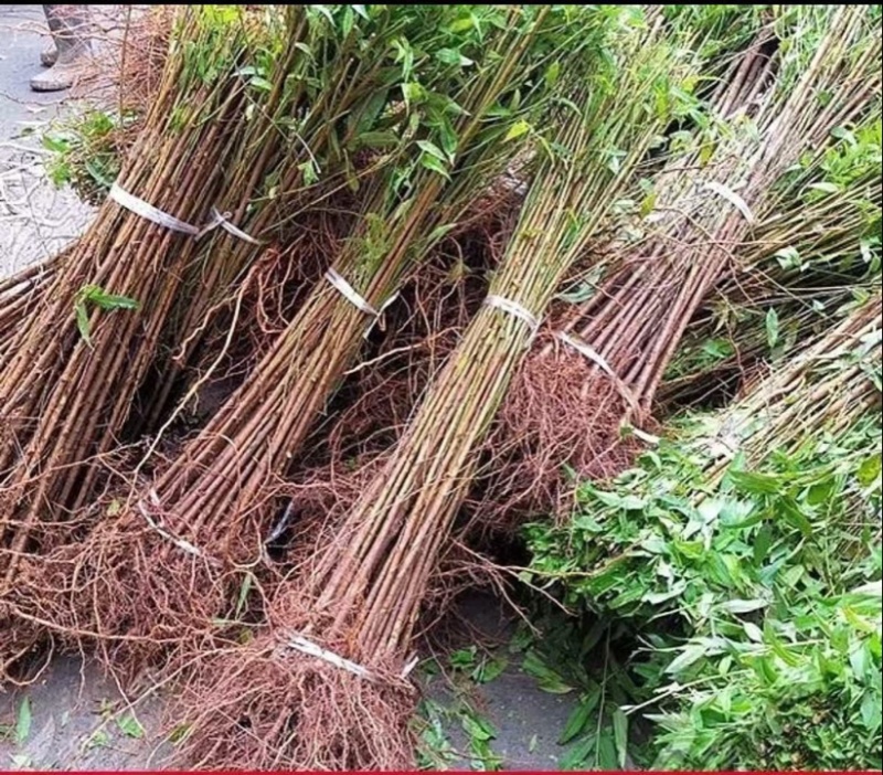 实生毛桃苗占地毛桃苗现挖现发