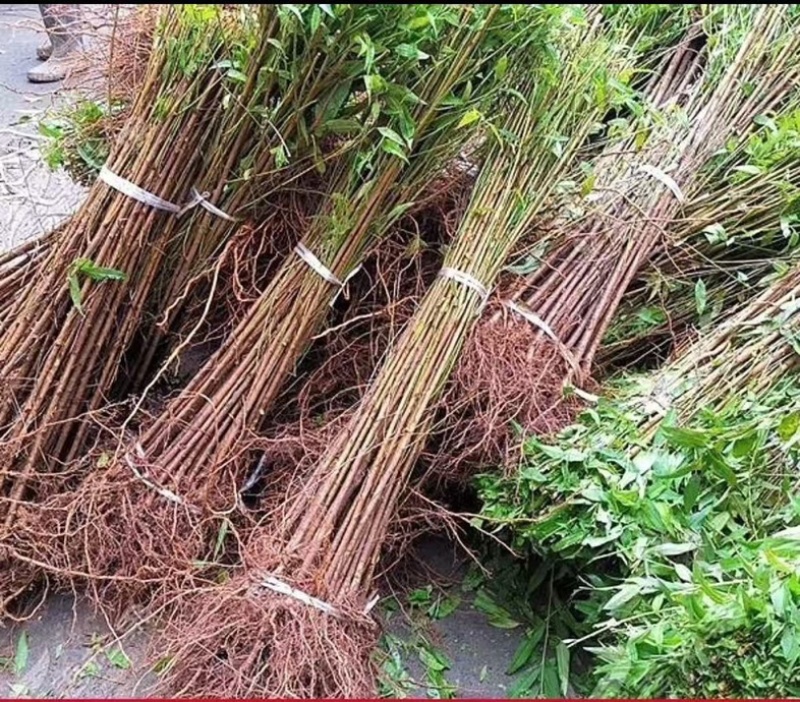 实生毛桃苗占地毛桃苗现挖现发