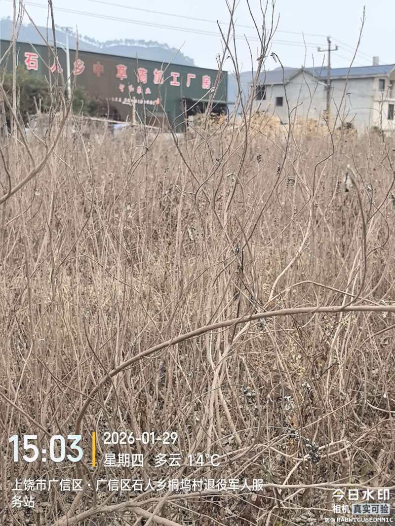 蔓荆子苗江西单叶蔓荆子苗，扦插苗，精品苗成活率高