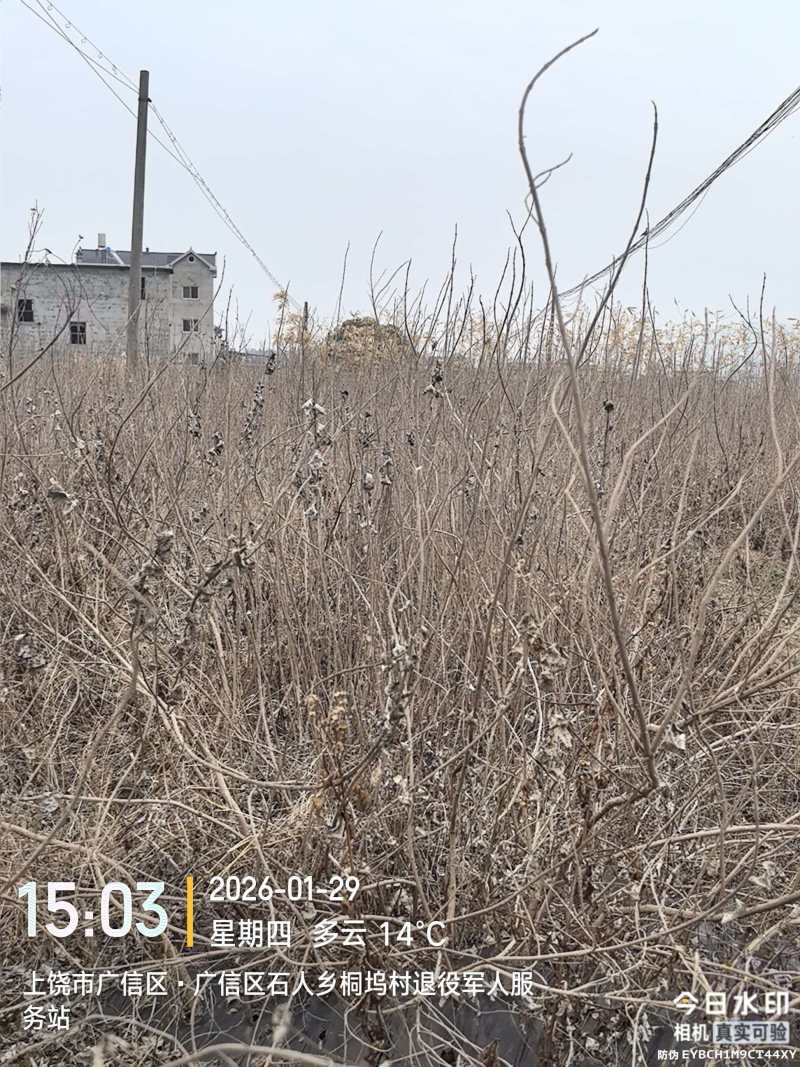 蔓荆子苗江西单叶蔓荆子苗，扦插苗，精品苗成活率高