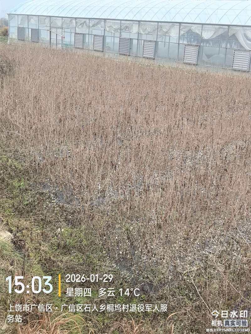 蔓荆子苗江西单叶蔓荆子苗，扦插苗，精品苗成活率高