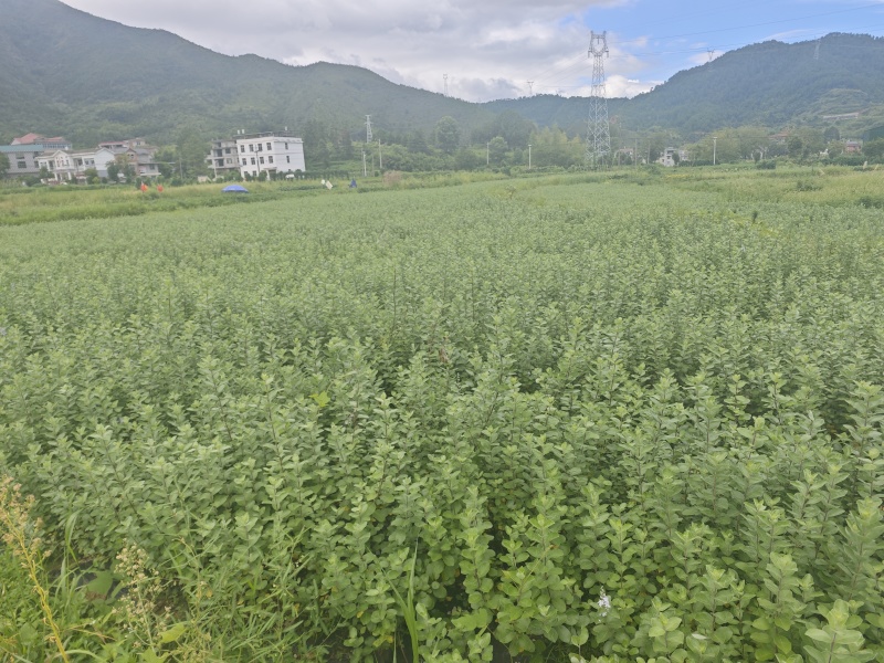 蔓荆子苗江西单叶蔓荆子苗，扦插苗，精品苗成活率高