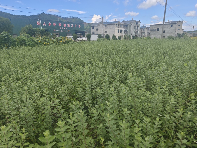 蔓荆子苗江西单叶蔓荆子苗，扦插苗，精品苗成活率高