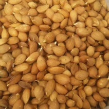 毛桃芽，桃芽，