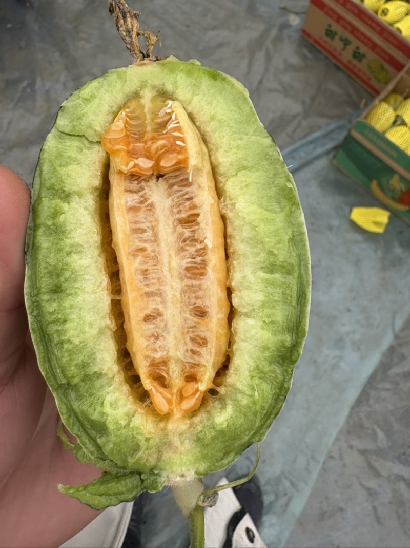 博洋9甜瓜