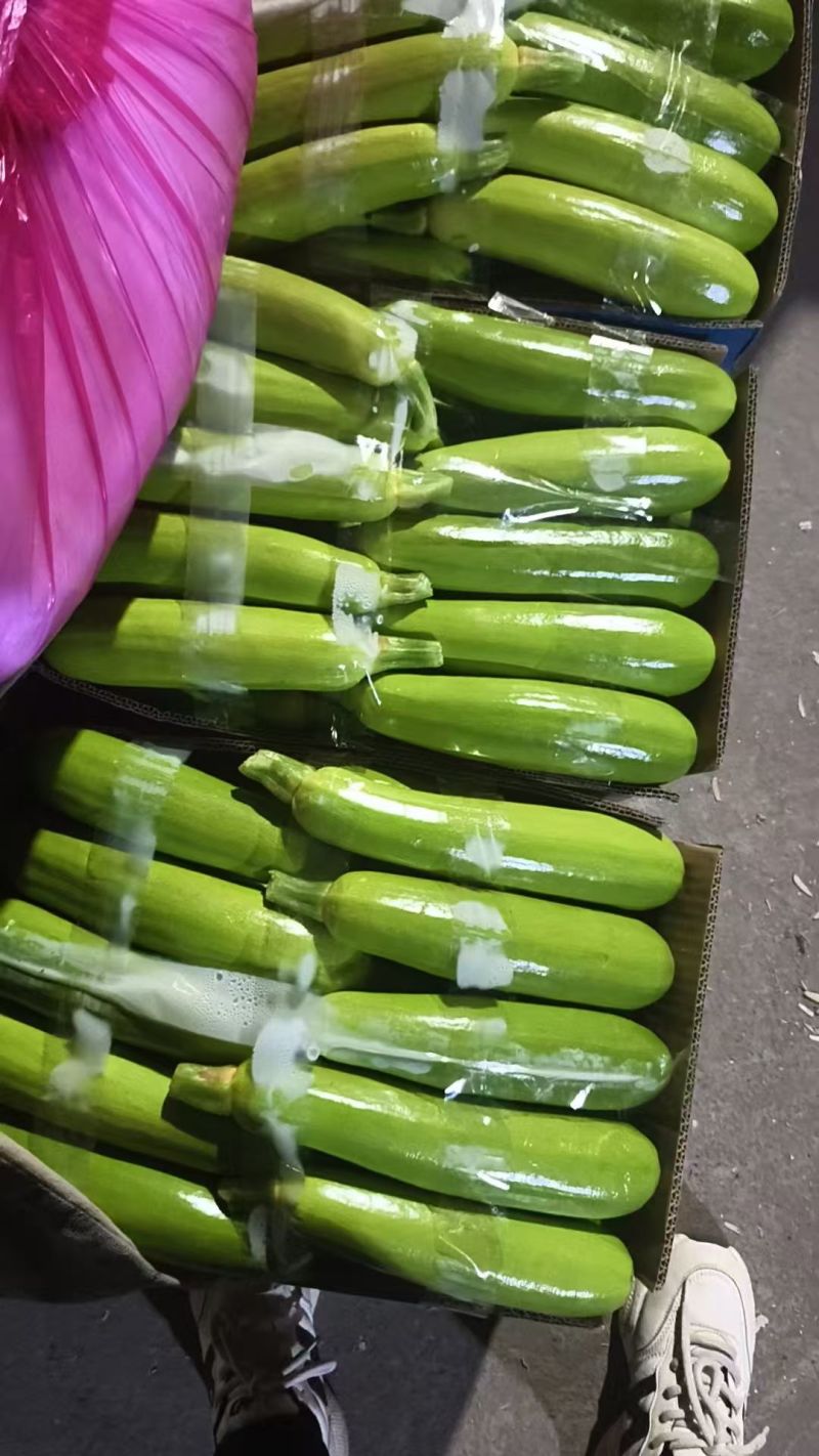 西葫芦，产地一手货源。可以视频看货，量大优惠欢迎合作