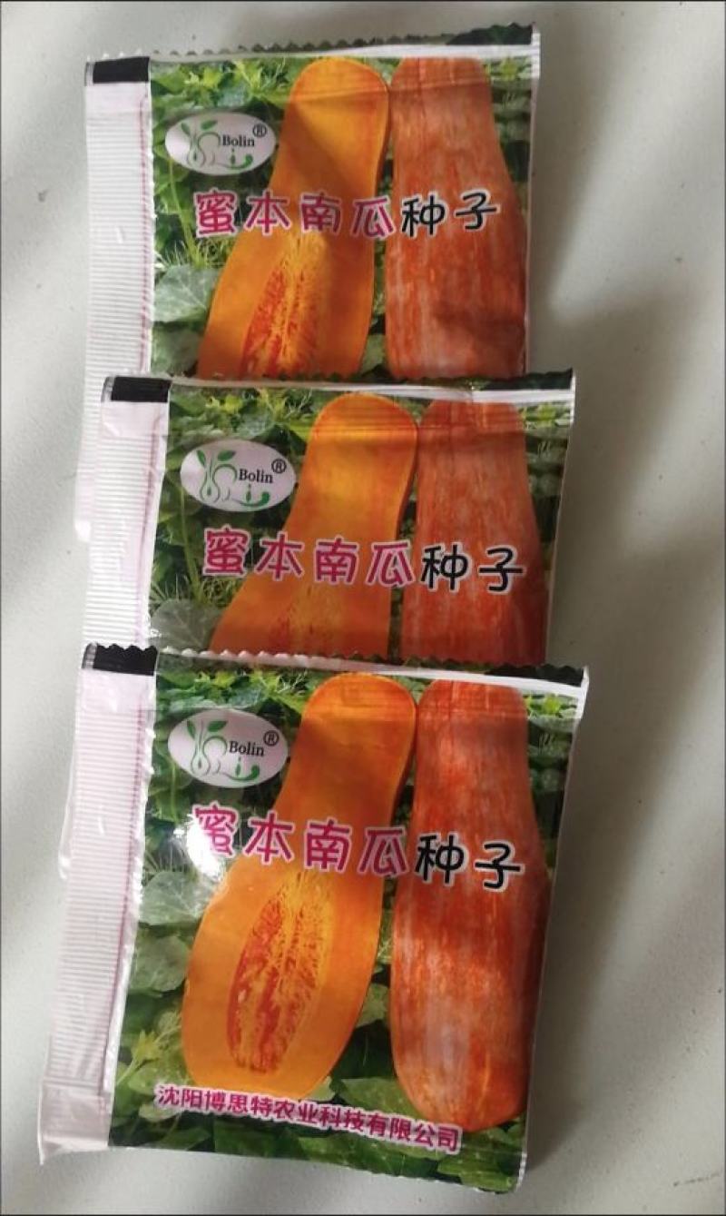 早栗蜜本南瓜种子超甜超粉面蜜早南瓜籽早熟高产香糯四季蔬菜