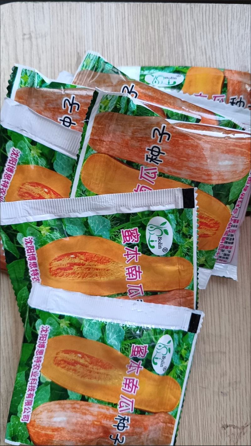 早栗蜜本南瓜种子超甜超粉面蜜早南瓜籽早熟高产香糯四季蔬菜