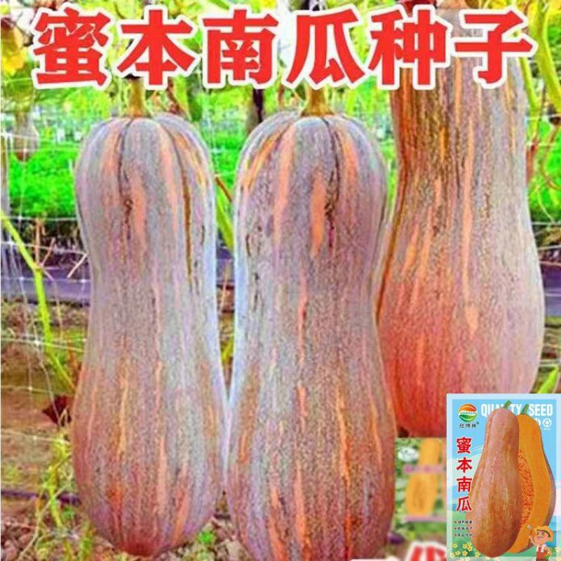 早栗蜜本南瓜种子超甜超粉面蜜早南瓜籽早熟高产香糯四季蔬菜