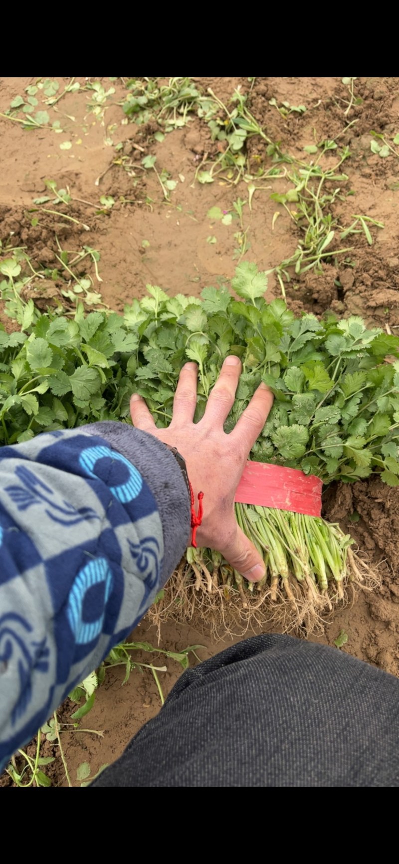 精品大叶菜香菜