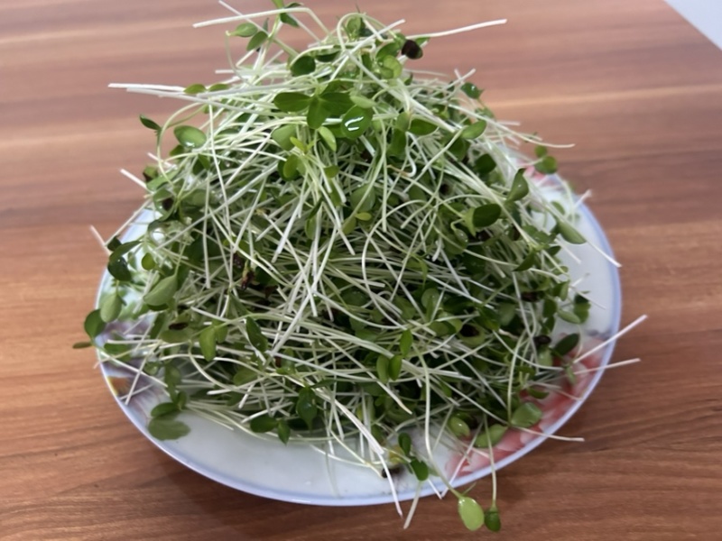 鲜活香椿芽苗菜一手货源，品质保证，可视频看，货量大从优