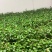 鲜活香椿芽苗菜一手货源，品质保证，可视频看，货量大从优