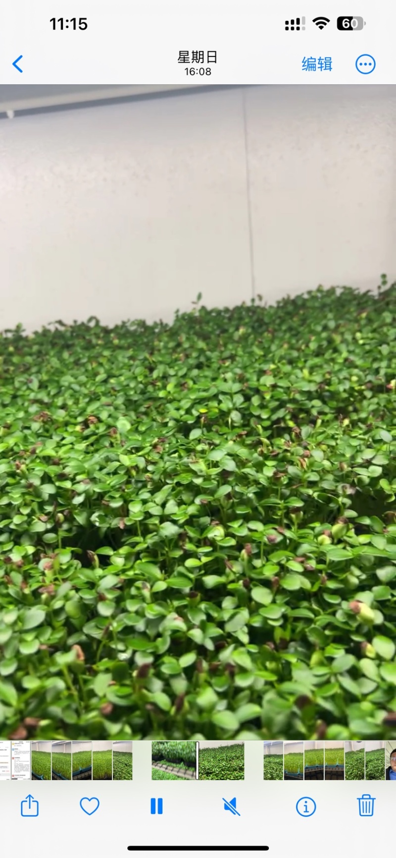 鲜活香椿芽苗菜一手货源，品质保证，可视频看，货量大从优