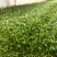 无根豌豆尖芽苗菜，基地直发，诚信经营，对接各大电商商超等