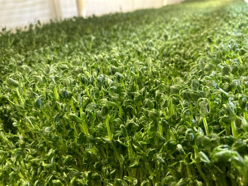 无根豌豆尖芽苗菜，基地直发，诚信经营，对接各大电商商超等