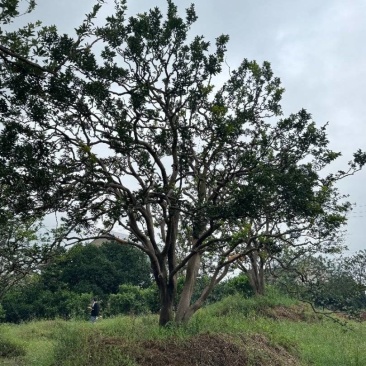 5-8米容器香橼树苗圃基地直供欢迎来益阳找木子