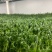 无根豌豆尖芽苗菜，基地直发，诚信经营，对接各大电商商超等