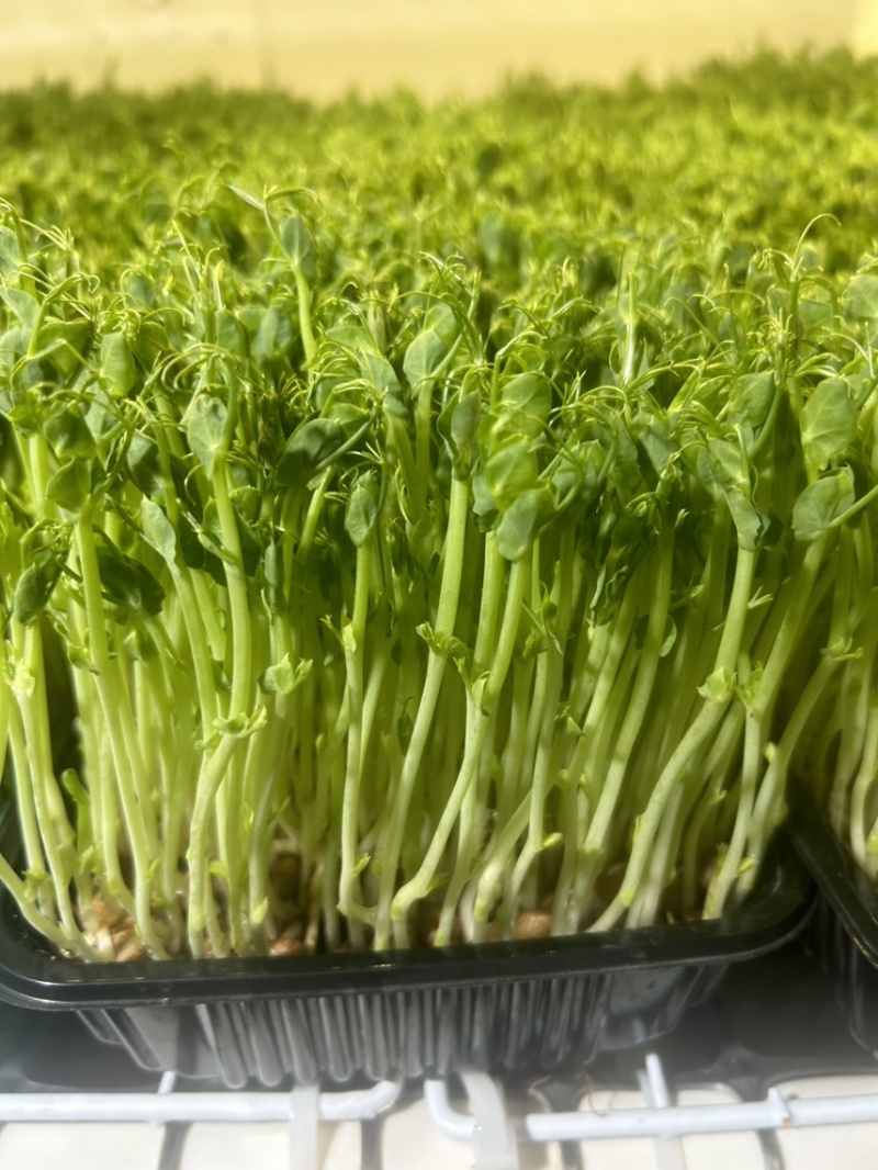 无根豌豆尖芽苗菜，基地直发，诚信经营，对接各大电商商超等