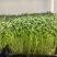 无根豌豆尖芽苗菜，基地直发，诚信经营，对接各大电商商超等