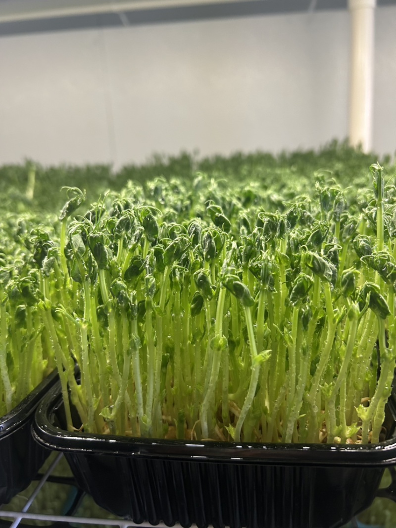 无根豌豆尖芽苗菜，基地直发，诚信经营，对接各大电商商超等